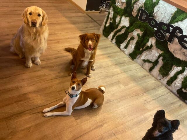 Dogfein